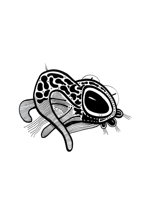 Anfibios